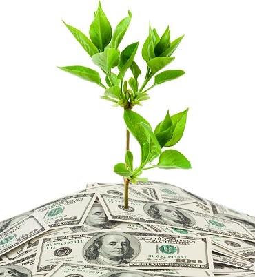 Money And Plant